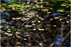 Dendrobium herbaceum